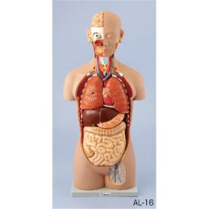 人体解剖模型（トルソー型） AL-16/KN3160100