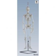 人体骨格模型 MS-80/KN3160105