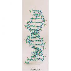分子構造模型   DNA&#40;B型&#41;を作製することができるキット/KN3138575