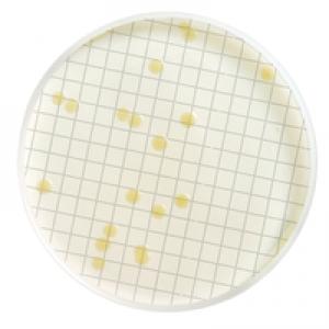Tryptone Glucose Extract 液状培地 (TGE) [MHA000P2T]