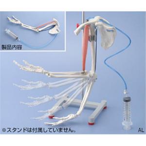 骨と筋肉の動き実験器 AL/KN3160750