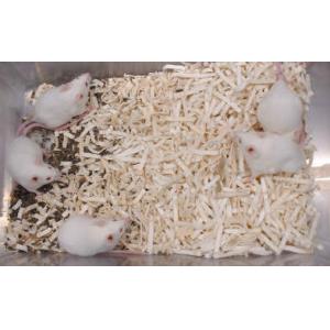 マウス用床敷材 |||パルマスαＮ　４０ｋｇ入  