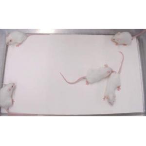 マウス用床敷材　パルマスⅢＮ |||２９５×２１０㎜　４８０枚入  